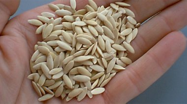 Israeli laboratories export seed-Borne diseases, experts say