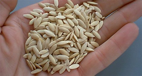 Israeli laboratories export seed-Borne diseases, experts say