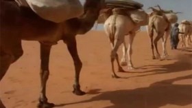 توقيف أجنبيين بجانت بصدد تهريب مواد غذائية نحو ليبيا