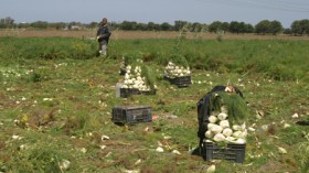 تعفـّن المحاصيل يُنذر بأزمة تموين بالبطاطا والبصل والدجاج