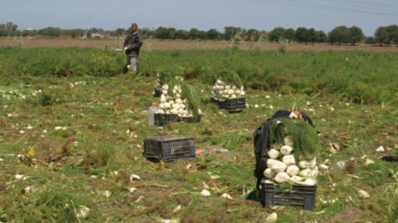تعفـّن المحاصيل يُنذر بأزمة تموين بالبطاطا والبصل والدجاج