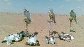 أمراء خليجيون يطردون مواطنين في صحراء بشار