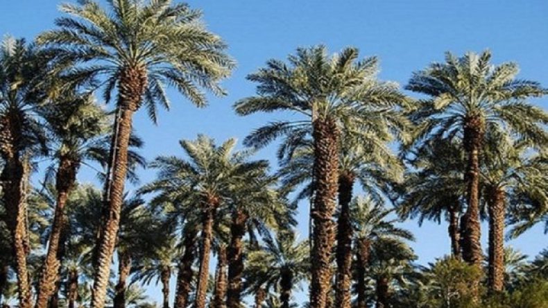 اقتلاع 100 نخلة وأشجار بمنطقة وزيتن تثير الفلاحين بالوادي