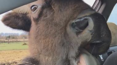 ثور المسك المتطفل .. !