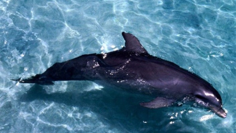 أمواج البحر تلفظ دلفينا يزن 3 قناطير بوهران