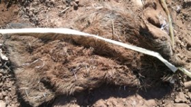 اكتشاف جلود ورؤوس خنازير عشية عيد الأضحى