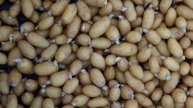 مشروع لإنتاج بذور البطاطا بالجزائر قريبا