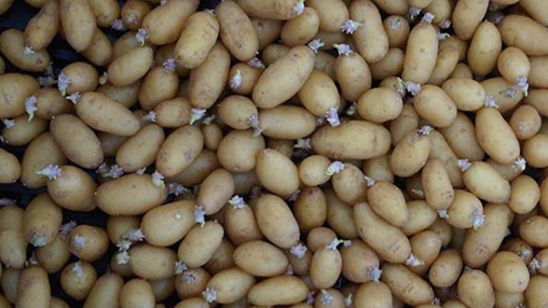مشروع لإنتاج بذور البطاطا بالجزائر قريبا