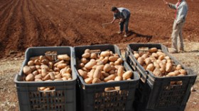 فضيحة  “بطاطا الخنازير” تعود مجددا الى الواجهة