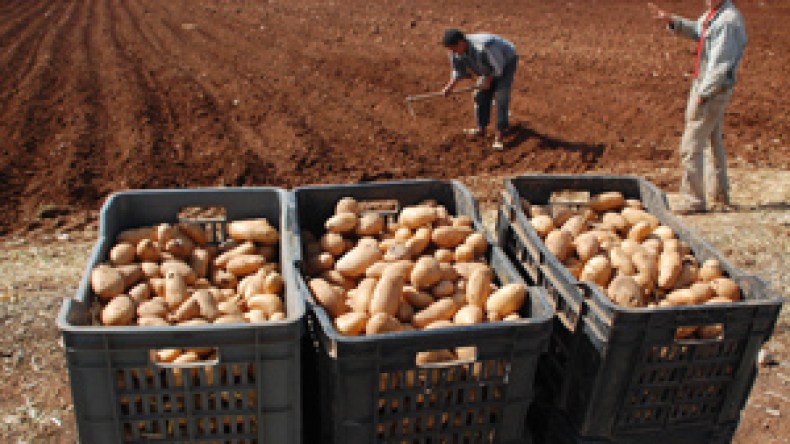 فضيحة  “بطاطا الخنازير” تعود مجددا الى الواجهة
