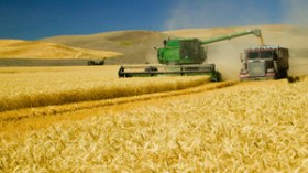 وزارة الفلاحة تضيّع 60 مليون قنطار من القمح لأسباب أمنية!