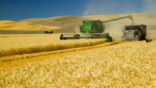 وزارة الفلاحة تضيّع 60 مليون قنطار من القمح لأسباب أمنية!