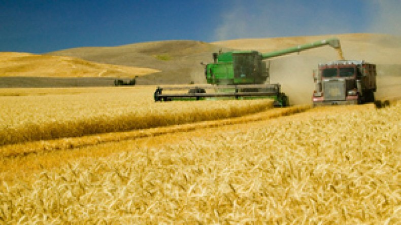 وزارة الفلاحة تضيّع 60 مليون قنطار من القمح لأسباب أمنية!