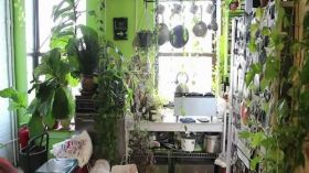 أمريكية تحول منزلها إلى غابة استوائية