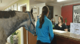 سيدة تحجز غرفة فندقية برفقة حصانها!