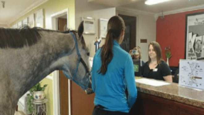 سيدة تحجز غرفة فندقية برفقة حصانها!