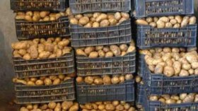 وزارة الفلاحة تخزن 250 ألف طن من البطاطا لضبط السوق