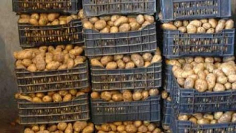 وزارة الفلاحة تخزن 250 ألف طن من البطاطا لضبط السوق