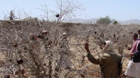 مقتل 3 طيارين برتبة عقيد في اليمن