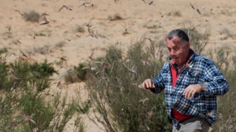 الجراد يغزو إسرائيل “برا وجوا”