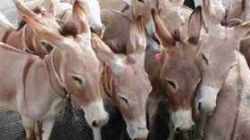 إسرائيل تطلب من مصر شراء 100 ألف حمار