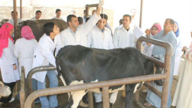 المصالح البيطرية تجند كل الوسائل للحد من انتشار الحمى القلاعية