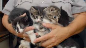 أوروبية تحتجز 130 قطًا و11 كلبا و3 سلاحف دون طعام في دبي