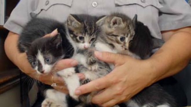 أوروبية تحتجز 130 قطًا و11 كلبا و3 سلاحف دون طعام في دبي