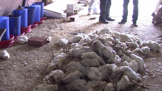 نفوق مفاجئ لـ 300 ألف دجاجة يحيّر المربين والبياطرة بسطيف