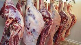 تراجع أسعار المواشي واللحوم بالجلفة