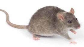 مواطنون يصطادون الفئران ويعلقونها في كابل كهربائي بسكيكدة