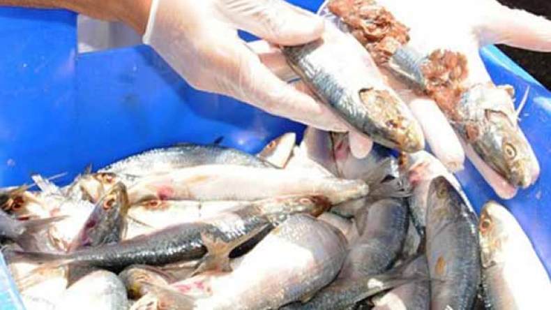 سردين فاسد بـ50 دج في أسواق البويرة