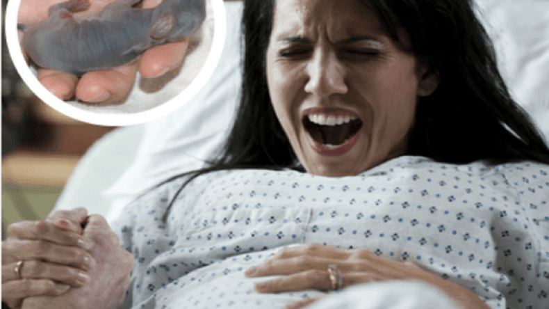 مغربية تنجب “أرنبا” ويتم تحويلها إلى القضاء!