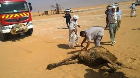 نفوق 4 رؤوس إبل بعد سقوطها في بركة بترولية بإيليزي