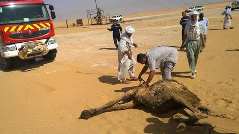 نفوق 4 رؤوس إبل بعد سقوطها في بركة بترولية بإيليزي
