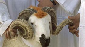 زوجات يصرّحن زوجي لا يجيد الذبح والسلخ!