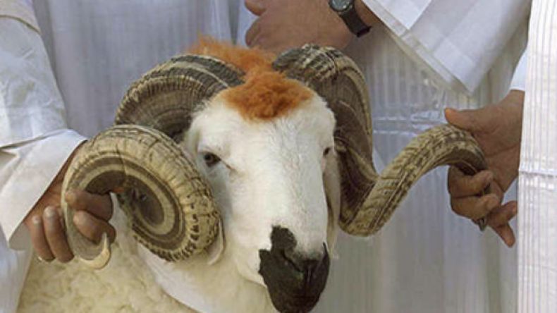 زوجات يصرّحن زوجي لا يجيد الذبح والسلخ!