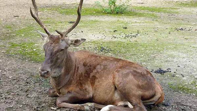 لجنة مختصة للبحث عن “الأيل البربري” وإعادته إلى المحمية بقالمة