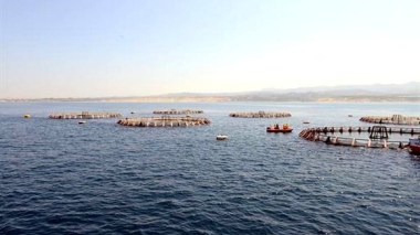 Pêche: l'Algérie se lance dans l'engraissement du thon rouge