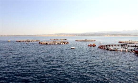 Pêche: l'Algérie se lance dans l'engraissement du thon rouge