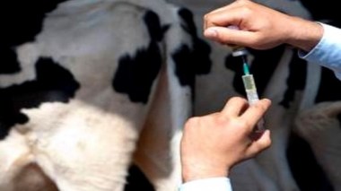 Fièvre aphteuse: d'importantes quantités de vaccins distribuées aux sept laboratoires régionaux