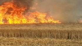 حريق يتلف أكثر من 7 هكتارات من القمح الصلب بتيسمسيلت