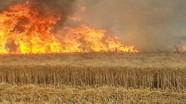حريق يتلف أكثر من 7 هكتارات من القمح الصلب بتيسمسيلت