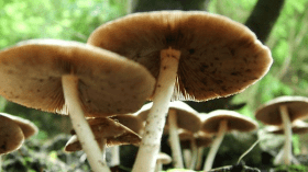 الفطر البري يسمم 7 أشخاص كانوا في رحلة صيد بخنشلة