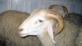 مواقع إنترنت تغري‮ ‬المواطنين بأسعار زهيدة للكباش