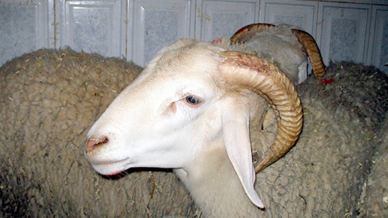 مواقع إنترنت تغري‮ ‬المواطنين بأسعار زهيدة للكباش