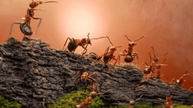 إنّهم يريدون لمجتمعنا أن يكون كمجتمع النّمل!