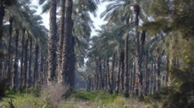 An Israeli Company Tends Leaking Dates To Algeria