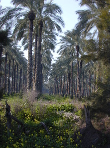 An Israeli Company Tends Leaking Dates To Algeria