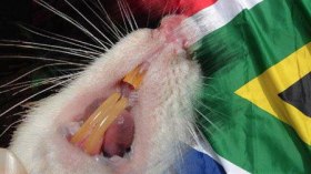 جرذ يعض زعيمة المعارضة في جنوب أفريقيا